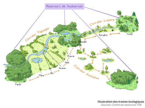 schéma TVB schéma TVB
